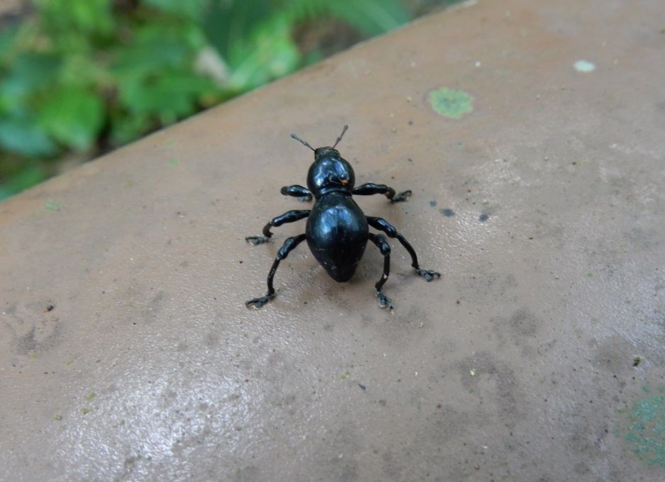 鉄の殻を持つクロカタゾウムシと遺伝子までリストラした共生細菌の巧妙なもたれ合い 政治 現代史 進化生物学 人類学 考古学 旅行 映画 メディアなどのブログ 楽天ブログ 鉄の殻を持つクロカタゾウムシと遺伝子までリストラした共生細菌の巧妙なもたれ合い 政治 現代史 進化生物学 人類学 考古学 旅行 映画 メディアなどのブログ 楽天ブログ