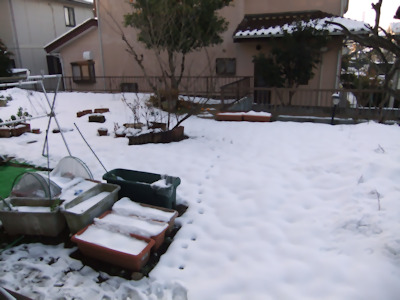庭の残雪