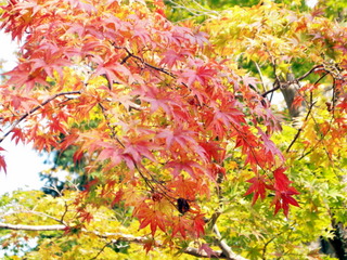 吉備津神社の紅葉。黄葉