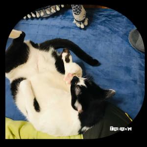 リイシューねこちゃんと黒いねこ | 旅鞄屋 - 楽天ブログ