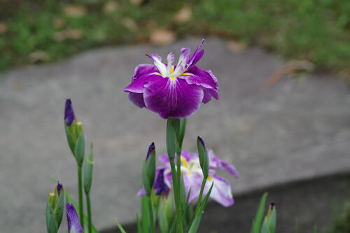 浜離宮恩賜庭園の花菖蒲