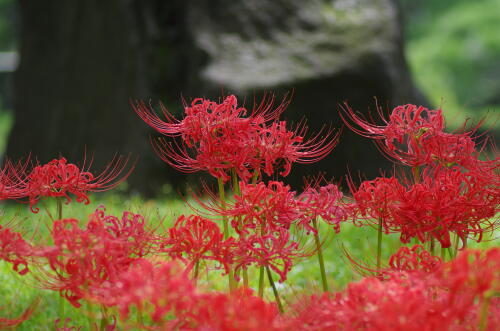 旧芝離宮恩賜庭園にて