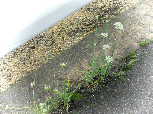 ニラ（韮）の花