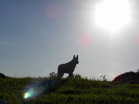 13-10-13　河原の散歩1