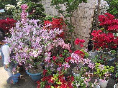 植木屋さんのツツジです。
