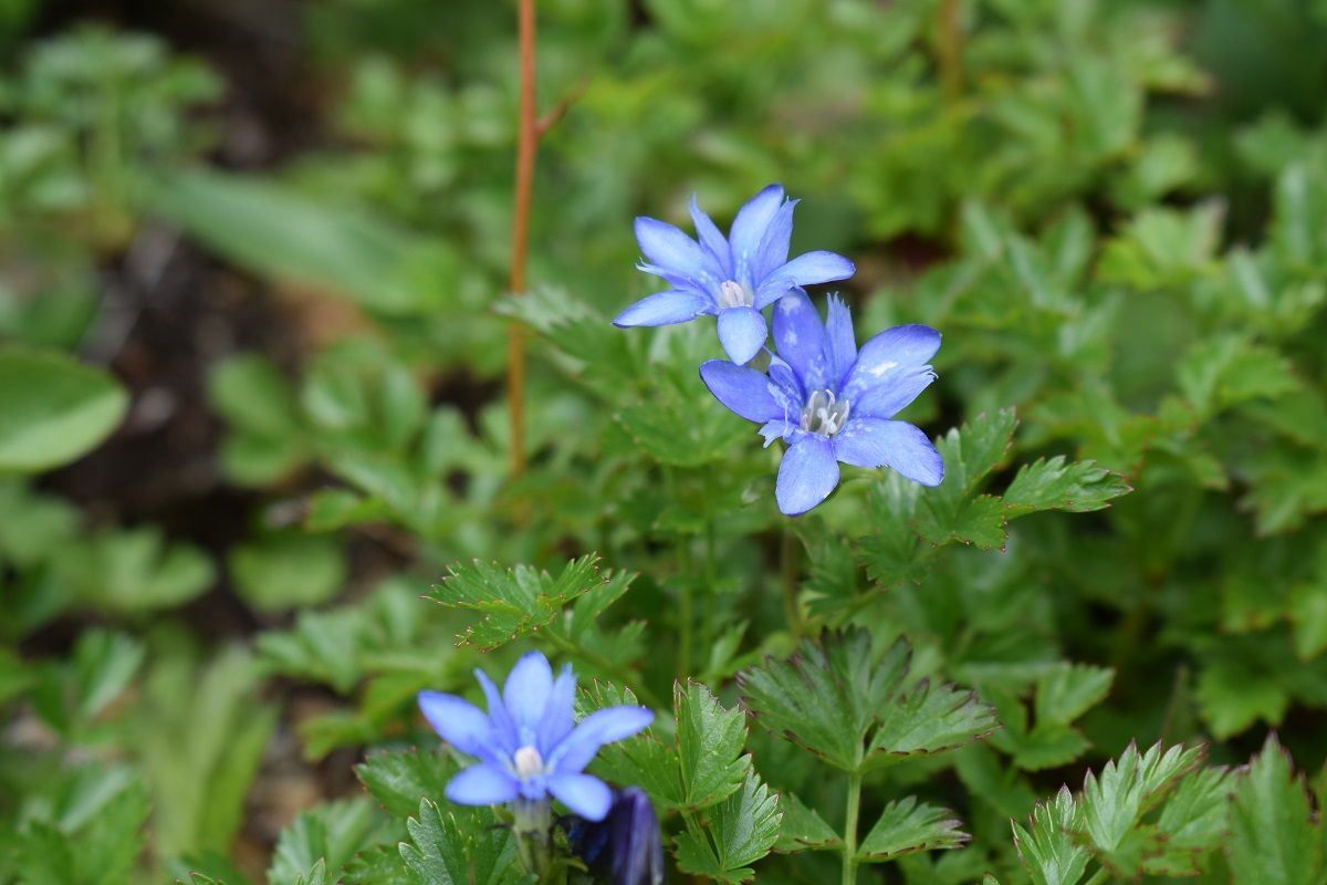 唐松岳へ 八方尾根の高山植物 花花花 古ギャルの山登りとガーデニングで楽しく 楽天ブログ