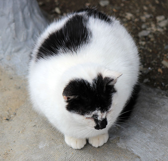 我が家のニャンコ♪2014/12/21-3