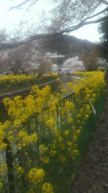 山科の疎水