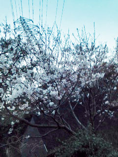 2014年3月23日夕方に見かけた桜