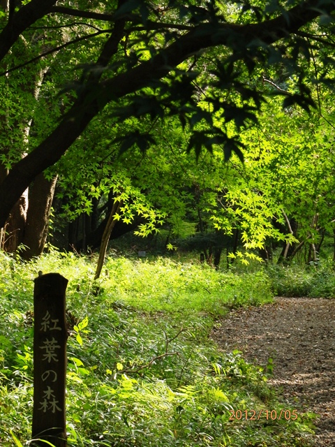 散歩道　PA050190.jpg