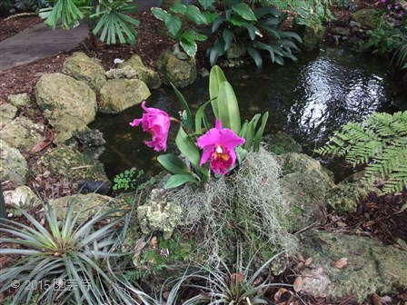 Fairchild Botanic Garden 20151227-5