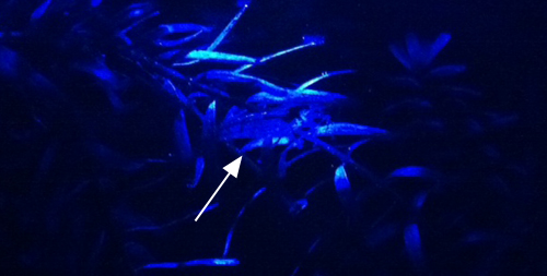 ルリーシュリンプ2