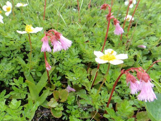 室堂から立山（雄山）の登山道で出会った高山植物 | やっぱり山と花が好き - 楽天ブログ
