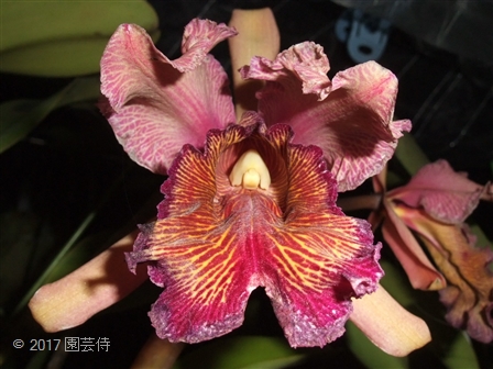 Cattleya dowiana rosita 'Fischer's' 20170707-2