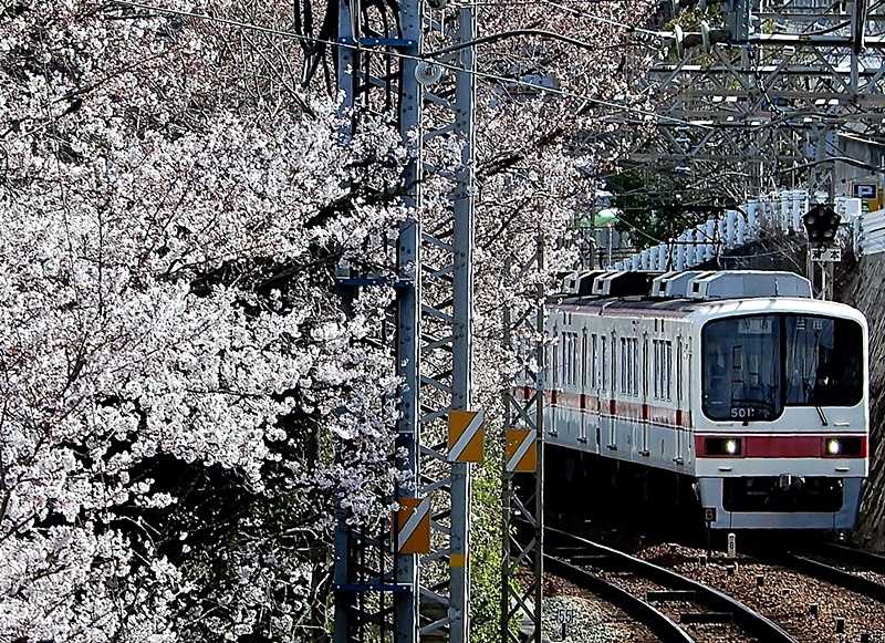 サクラと電車4