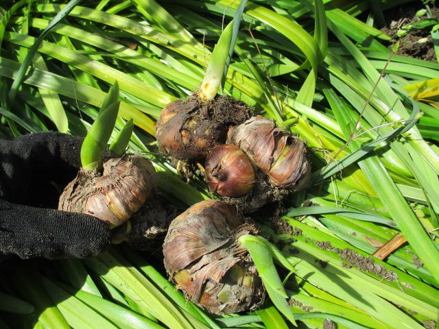 グラジオラスを植え替えました 園芸備忘録 楽天ブログ