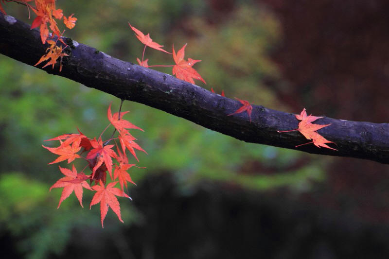 通天橋庭園_009.jpg