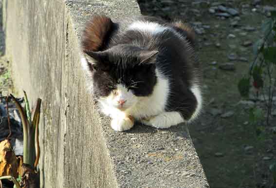 我が家のニャンコ♪2016/1/13-02