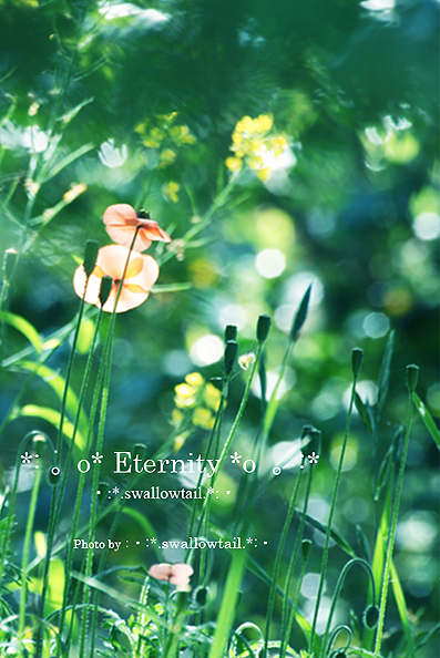Photo by swallowtail　D.jpg
