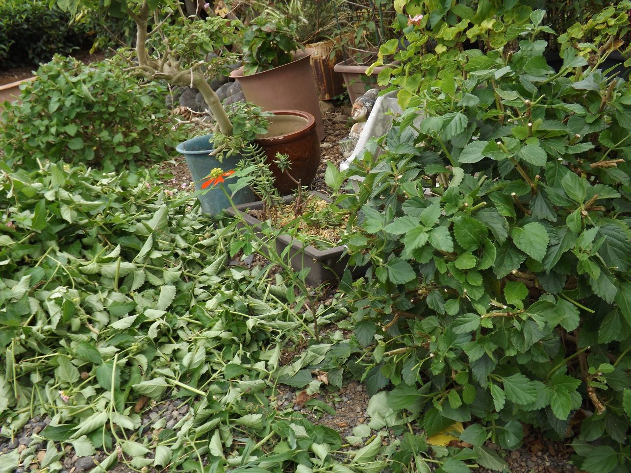 アナベルを玄関の横へ植えちゃいました 古ギャルの山登りとガーデニングで楽しく 楽天ブログ
