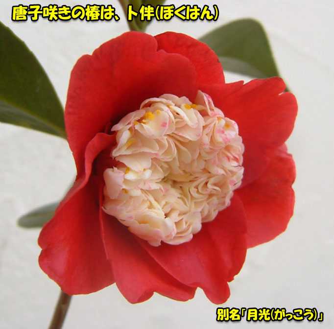 苗木・植木 桜島月光 さくらじまがっこう 椿