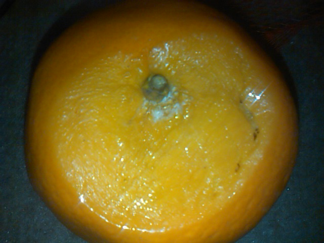 SN3F0003.JPG