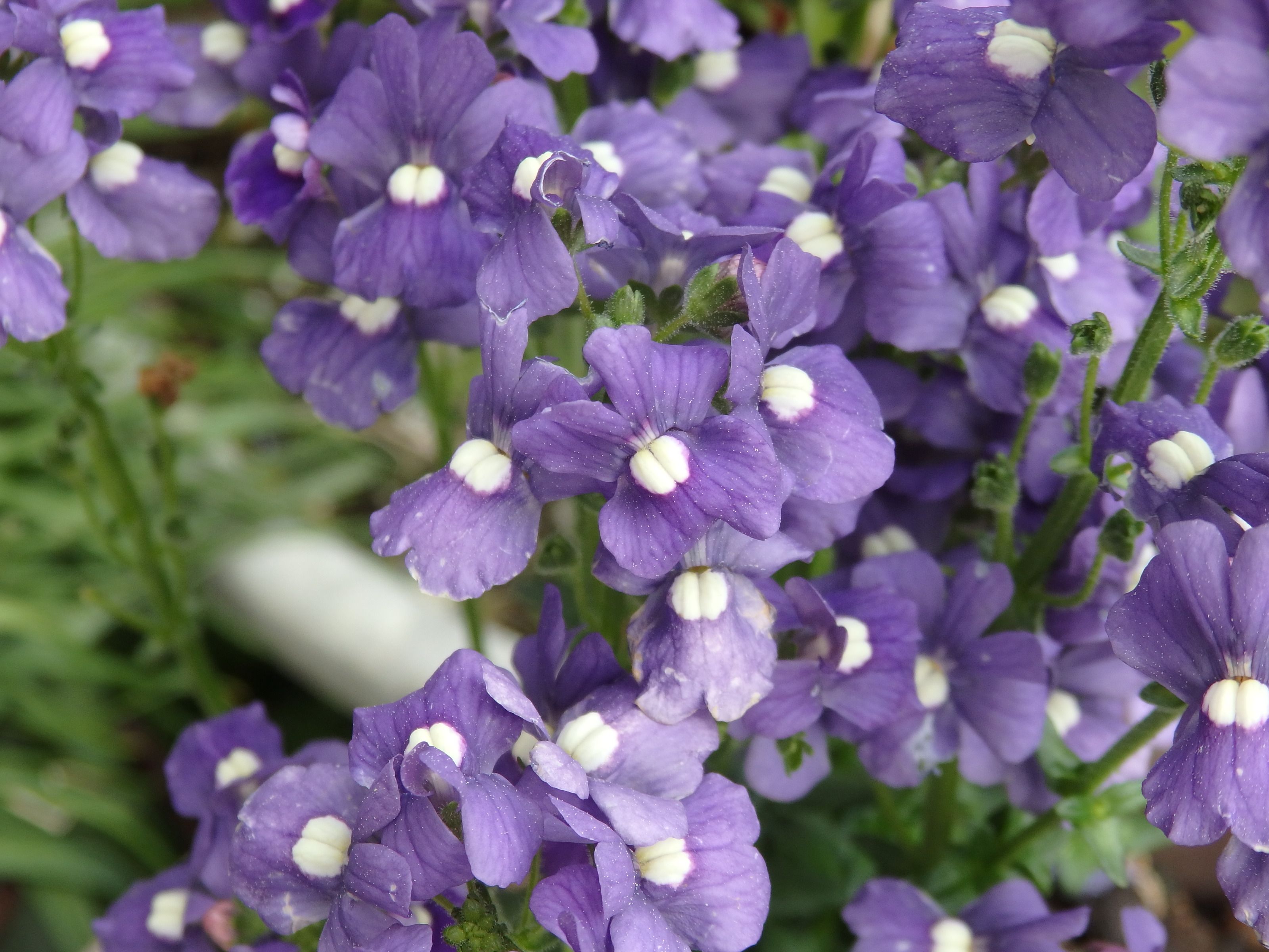 ５月に咲いたブルーのお花 Kimi Teaの花日記 楽天ブログ