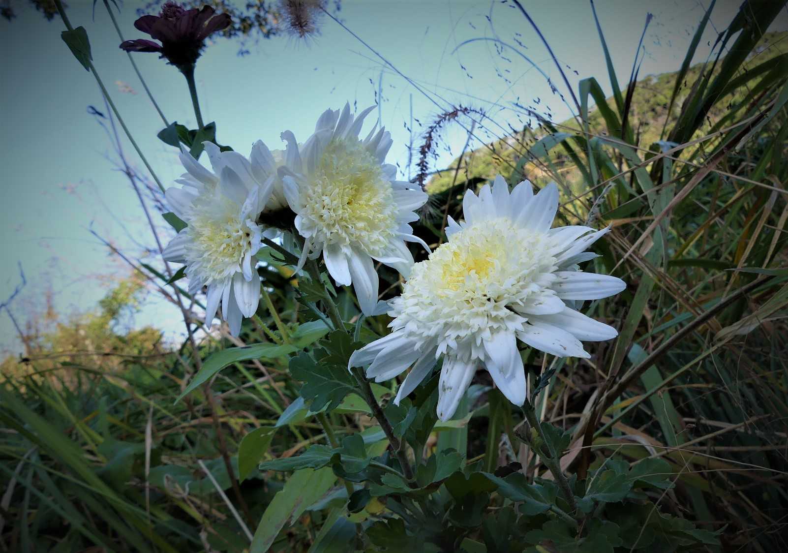白い菊が 一番逞しくたくさんさいています オープンガーデン 蕗のとう 楽天ブログ