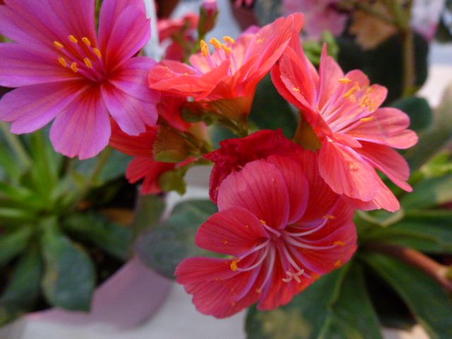 レウィシャ 3色 セントポーリア 2色 写真あり 私の好きな花 楽天ブログ