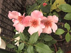 P5207465.jpg