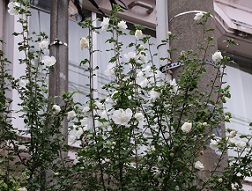 IMG_1819-16.jpg