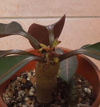 ミロッティ9-29-1