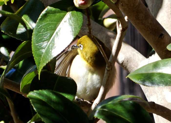 メジロとツバキ3