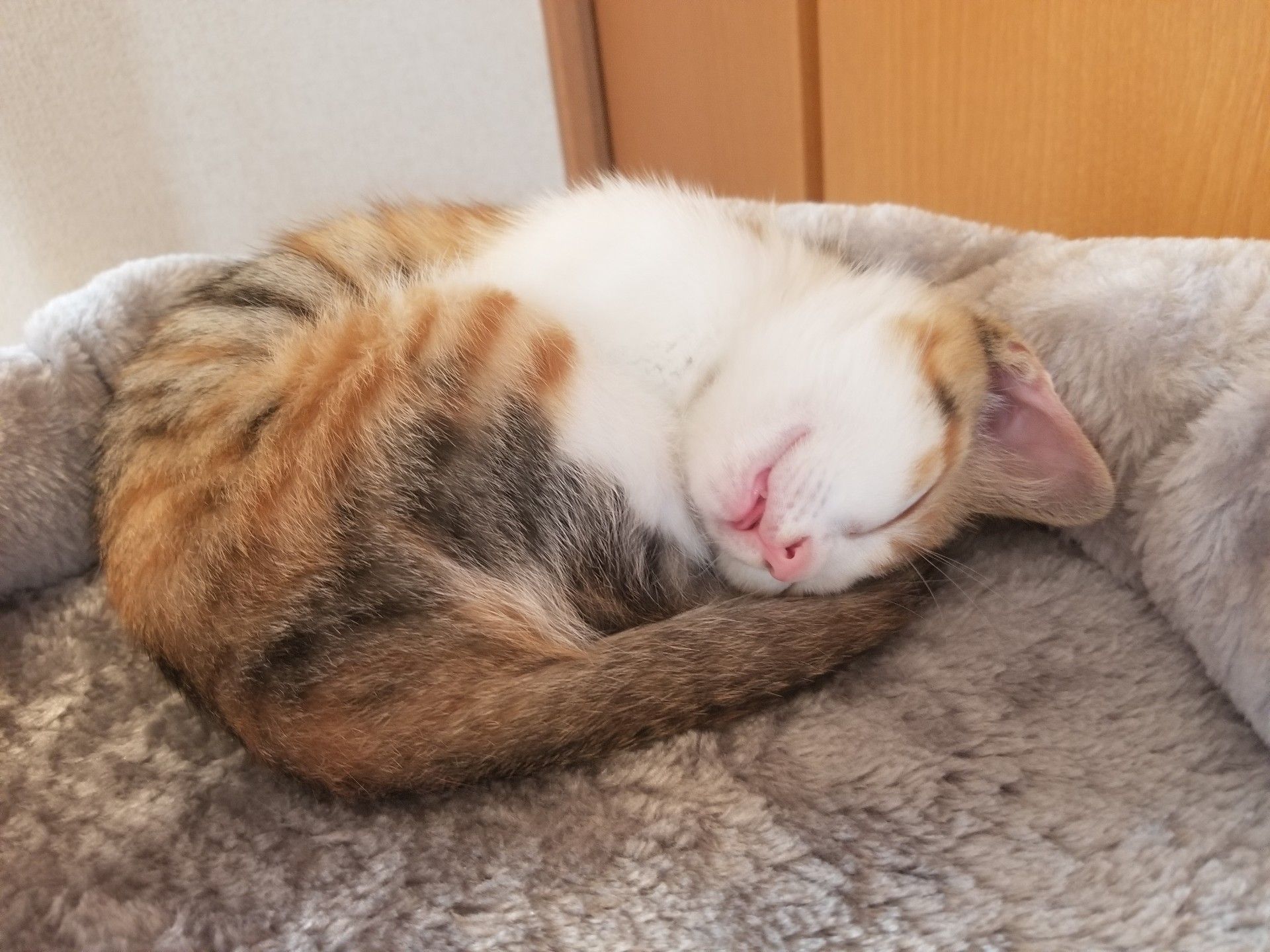 もふもふ に寝落ちしまくる私 鈴と蘭の生活 楽天ブログ