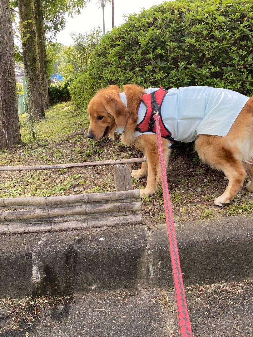 今日の出来事 大型犬 大型犬大好き 散策 奈良 リオンブログ 楽天ブログ