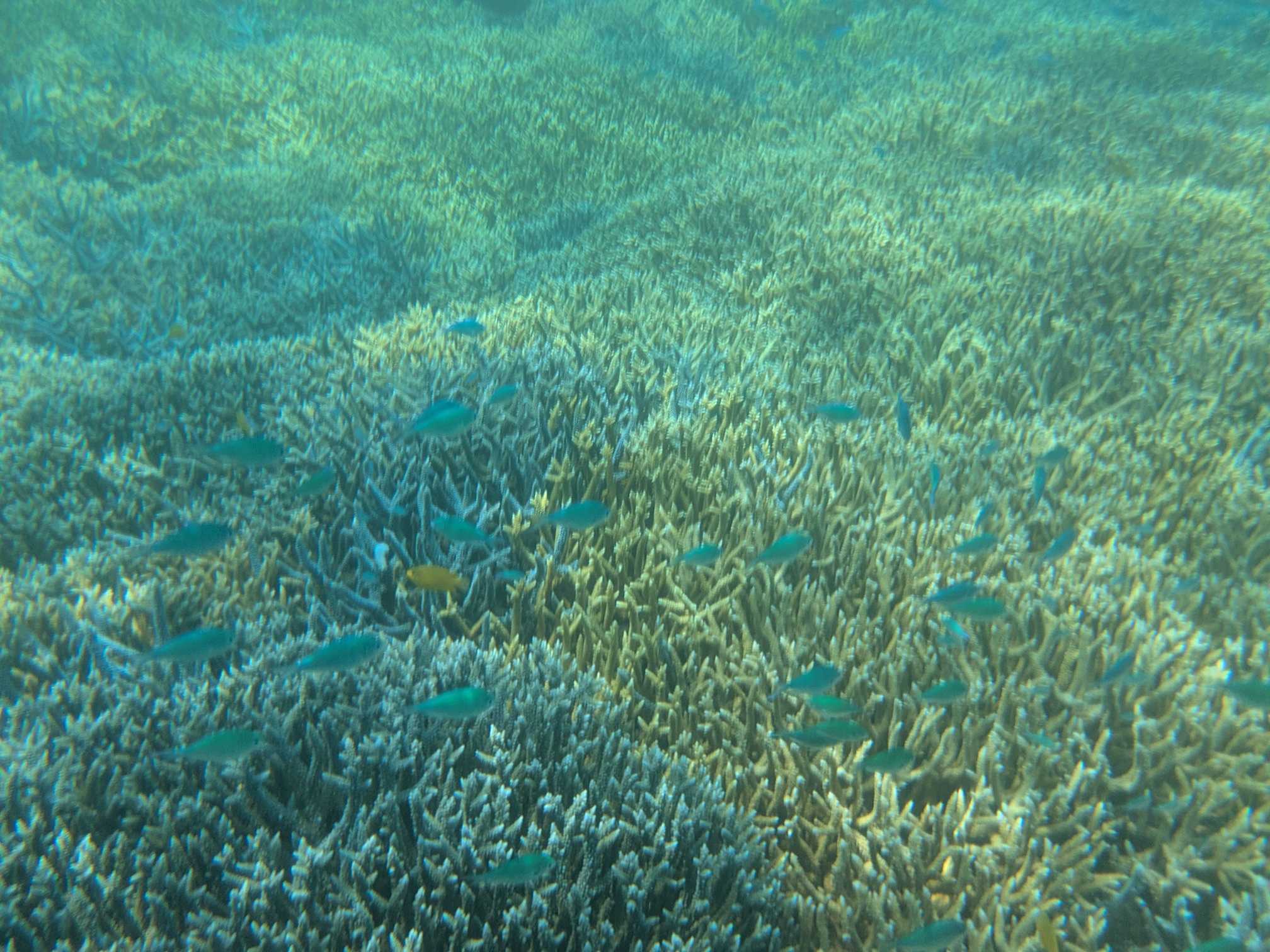 西表島　海猫　アクティビティツアー　子連れシュノーケル