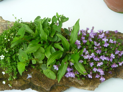 P1100343(1).JPG