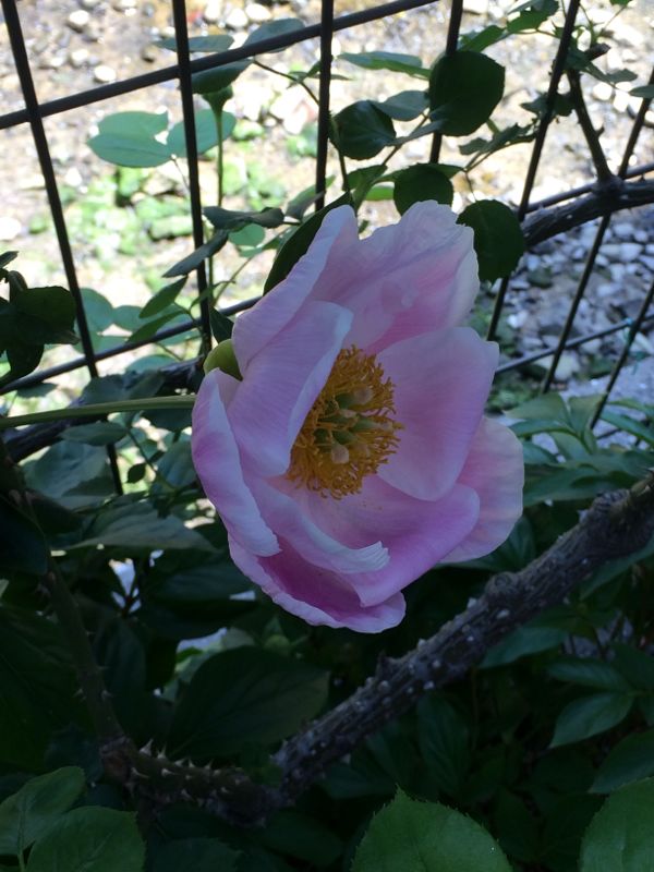 rblog-20140510132414-01.jpg