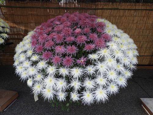 湯島天神菊まつり