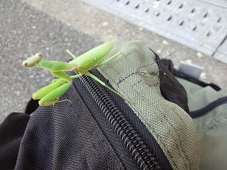 カマキリ1