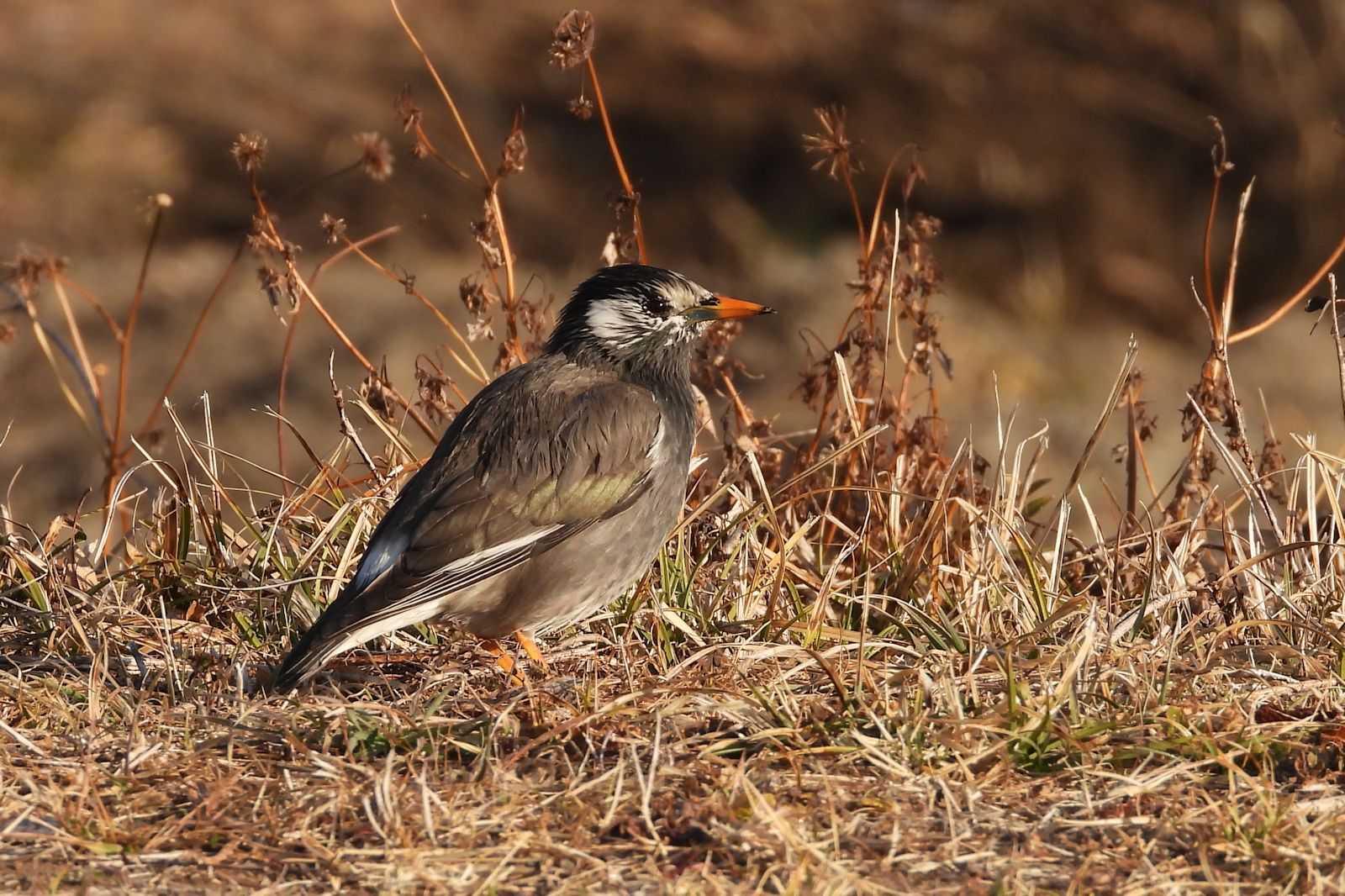 浅羽ビオトープの鳥たち 中型鳥編２ まみきびのブログ 楽天ブログ
