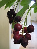 IMG_4338.jpg