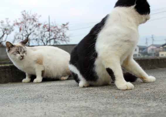 我が家のニャンコ♪2013/11/7-3