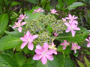 DSCN1814 (300x225).jpg