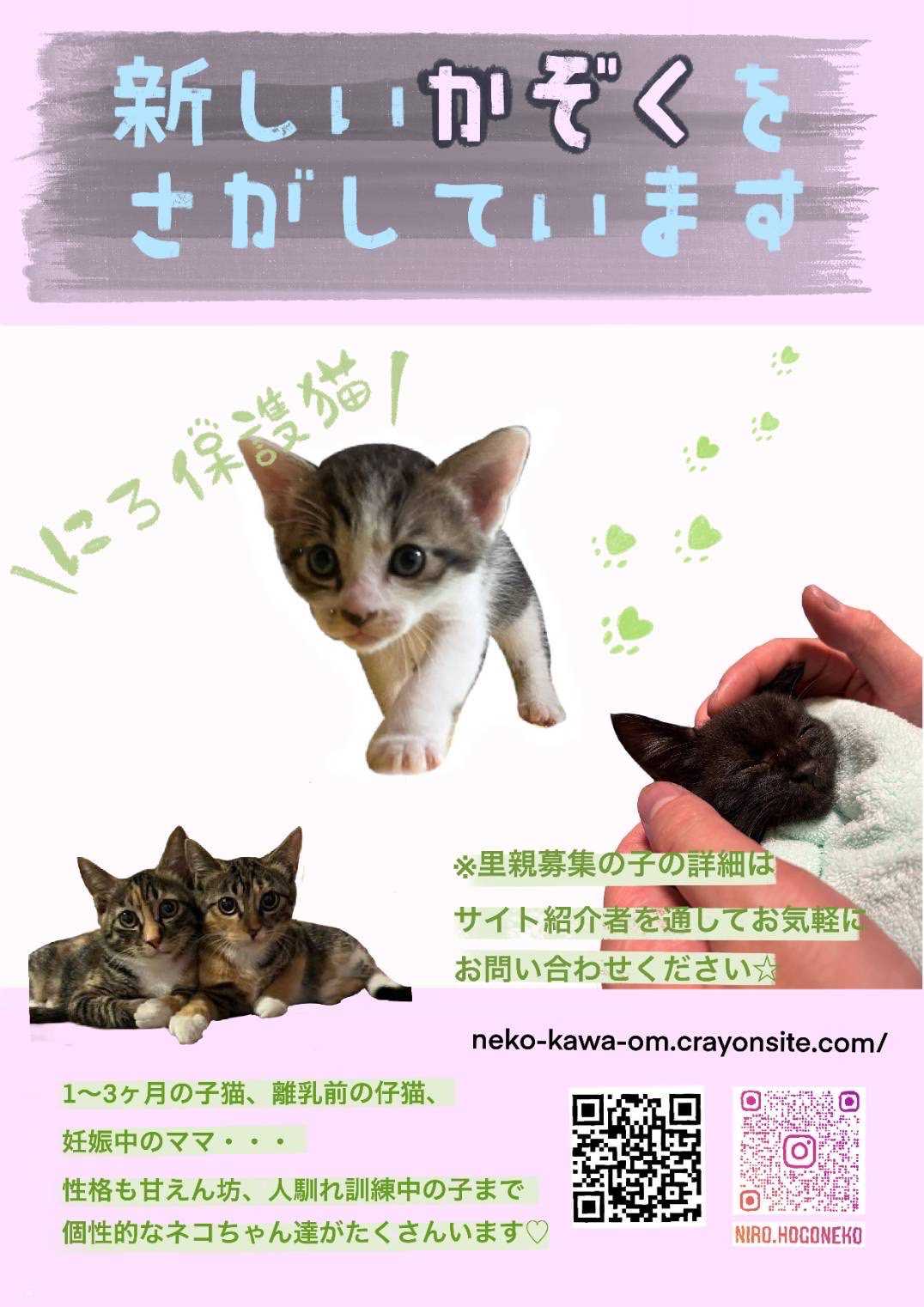 ポスター出来ました！！ | にろ保護猫 ブログ - 楽天ブログ