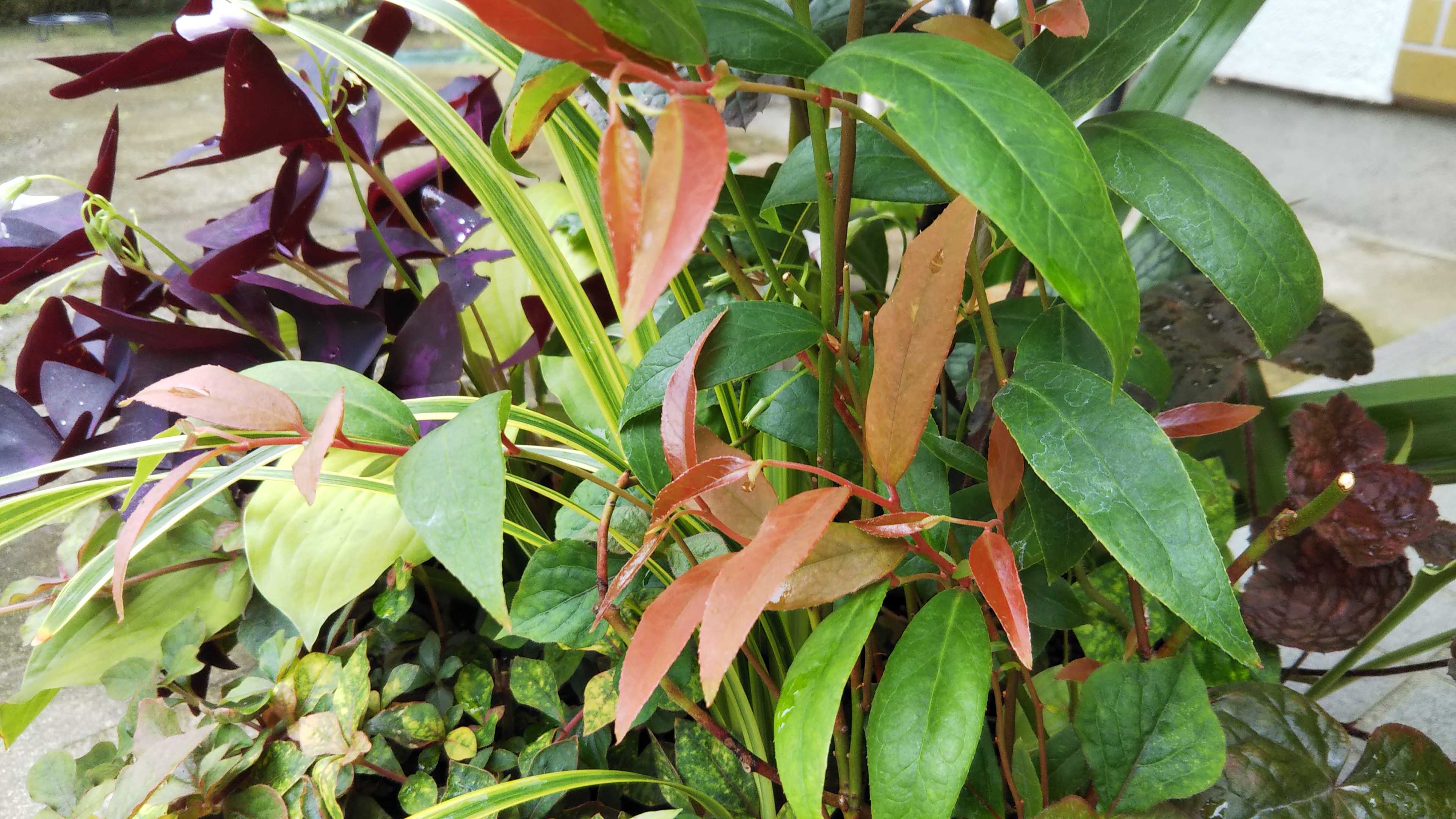 大雨 オリーブの葉の食害 シュウメイギク生きてました シェードガーデンと猫 楽天ブログ