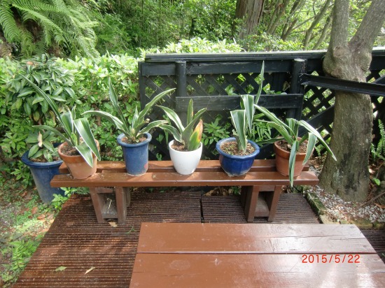 テラスの塗装と万年青 015.jpg