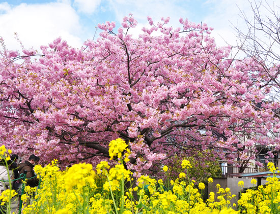 桜４