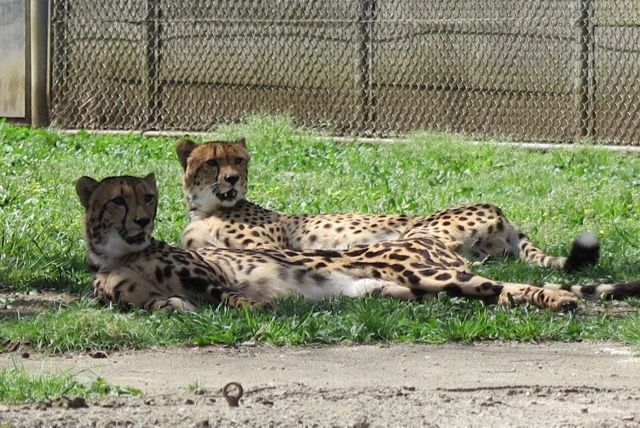 多摩動物公園に行ってきました 単身赴任メモランダム別館 楽天ブログ