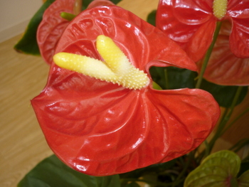 P1080331.JPG